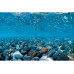Фон аквариумный двухсторонний Barbus Background 056, 45см*15м