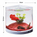 Аквариум пластиковый для петушков KW Zone Dophin T201,1.4л