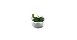 Анубиас Нанги (Anubias Nangi)