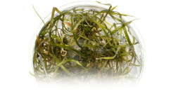 Криптокарина Тонкиненсис (Cryptocoryne crispatula var. tonkinensis)