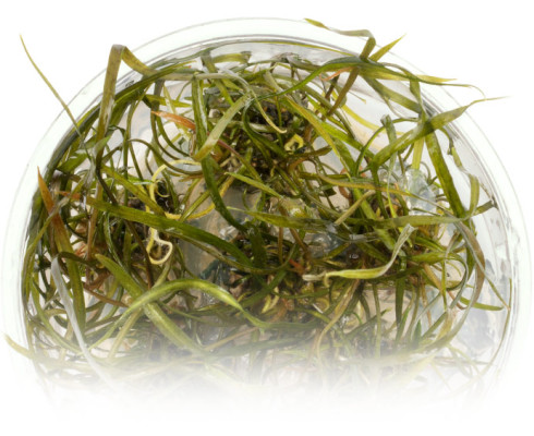 Криптокарина Тонкиненсис (Cryptocoryne crispatula var. tonkinensis)