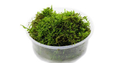 Мох Рождественский (Christmas Moss)