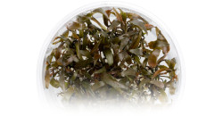 Криптокорина родственная (Cryptocoryne affinis)