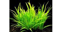Эхинодорус Латифолиус (Echinodorus latifolius)