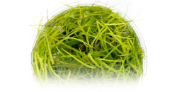 Юнкус ползучий (Juncus repens)