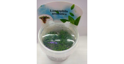 Лимнофила ароматика (Limnophila aromatica)