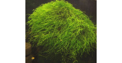 Мох Тамарассер (Moss sp. Thamarassery)