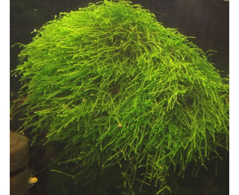Мох Тамарассер (Moss sp. Thamarassery)