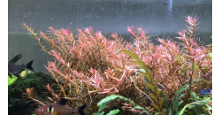 Ротала H’Ra (Rotala H’Ra )
