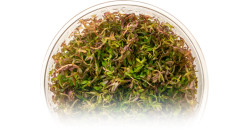 Ротала макранда мини (Rotala Macranda mini)