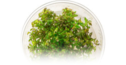 Ротала Manipurensis (Rotala Manipurensis)
