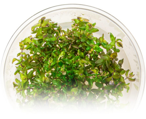 Ротала Manipurensis (Rotala Manipurensis)